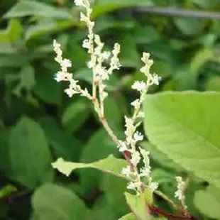 Hva er resveratrol bra for?