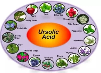 functions of Ursolic Acid functions of Ursolic Acid