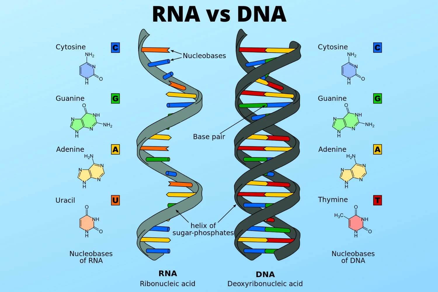 DNA vs RNA DNA vs RNA
